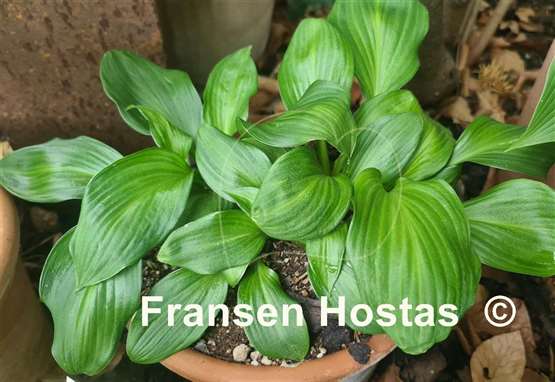 Hosta Obsession